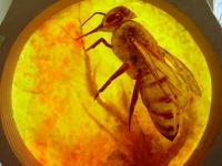 Bees 9