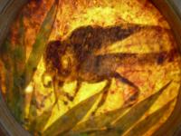 Bees 43