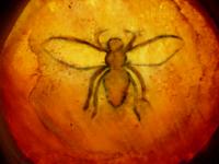Bees 44