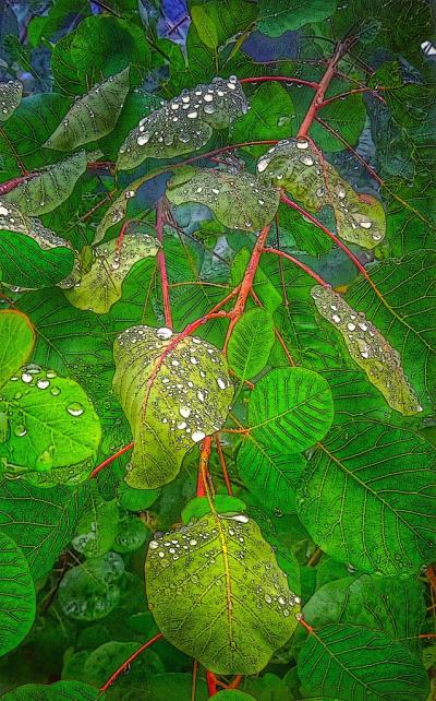 Drops of Hope