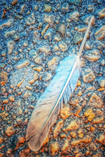 Feather Fun
