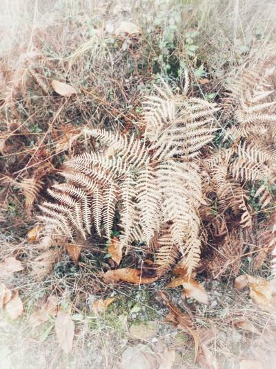 Fern Folly