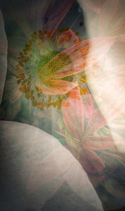 Flower Fairy