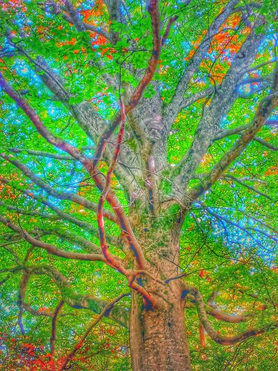Tree Teachings 2