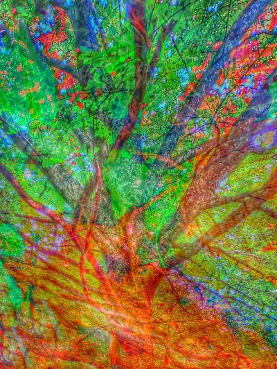 Tree Teachings 3