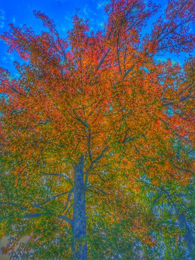 Tree Teachings