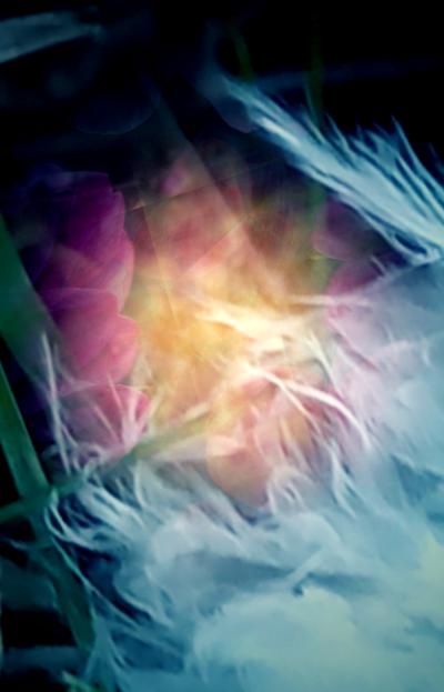 Willow Wisp