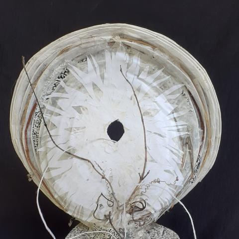 Cellulose Transformation 9