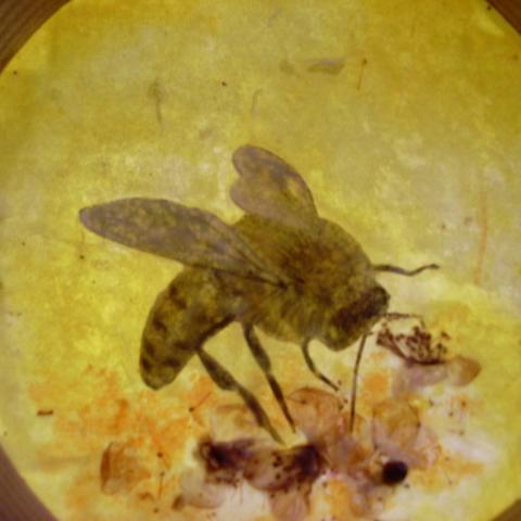Bees 36
