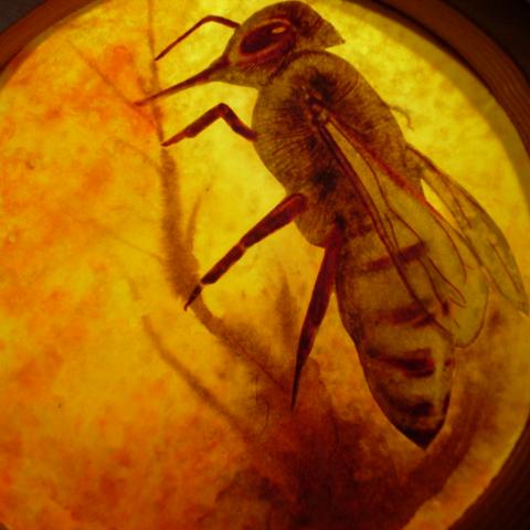 Bees 65