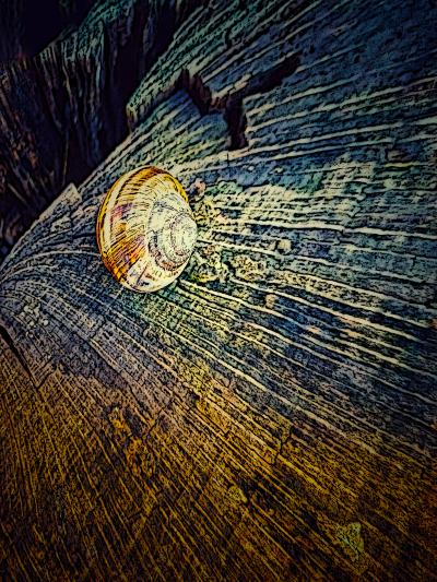 Empty Snail Shell