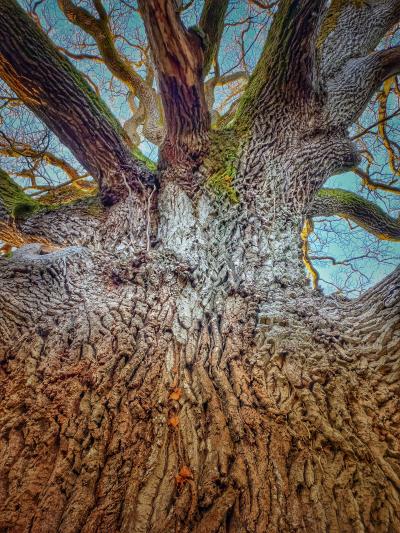 Majestic Master Oak