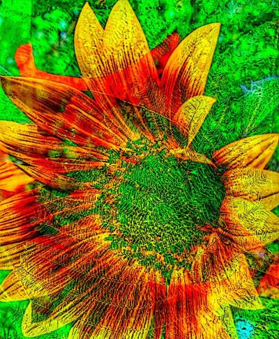 Sunflower Cornucopia