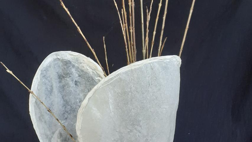 Cellulose Transformation 15