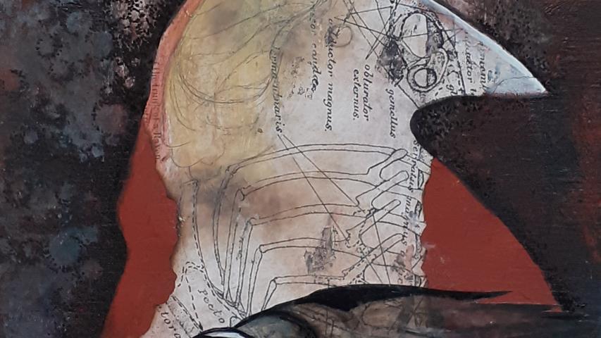 Anatomie du Corbeau 4