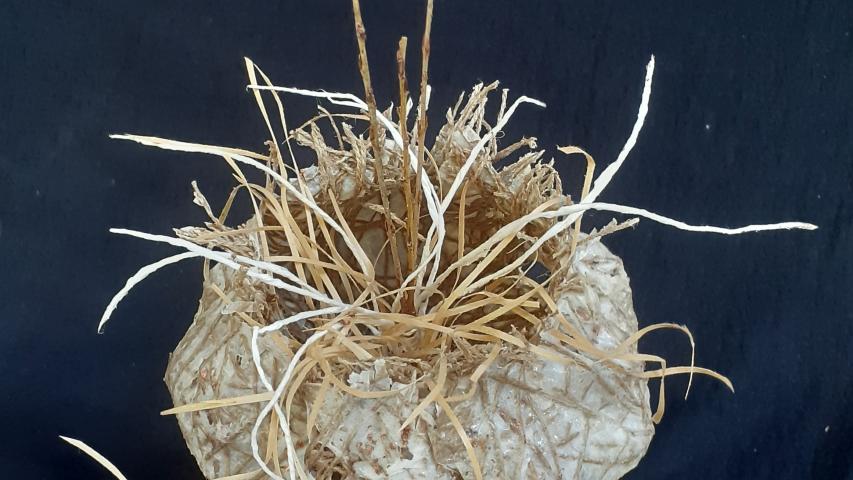 Cellulose Transformation 5