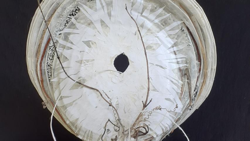 Cellulose Transformation 9