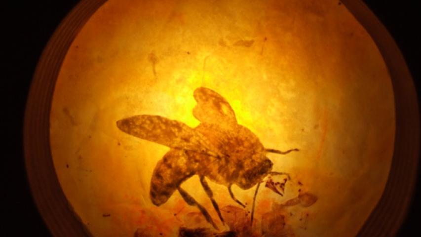 Bees 2