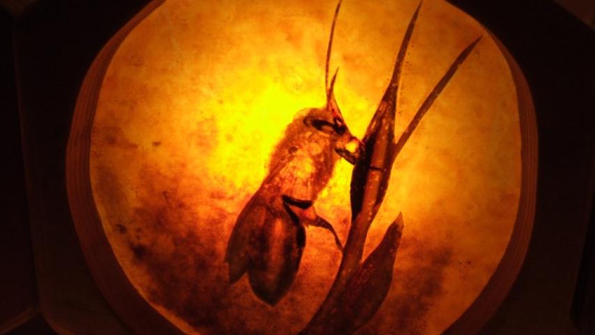 Bees 6