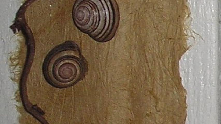 Escargot 1