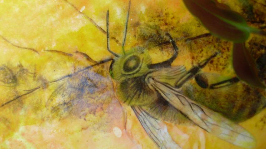Bees 8