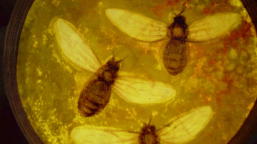 Bees 34