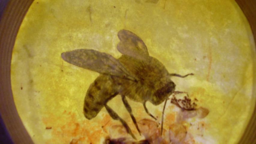 Bees 36