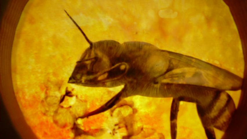 Bees 38
