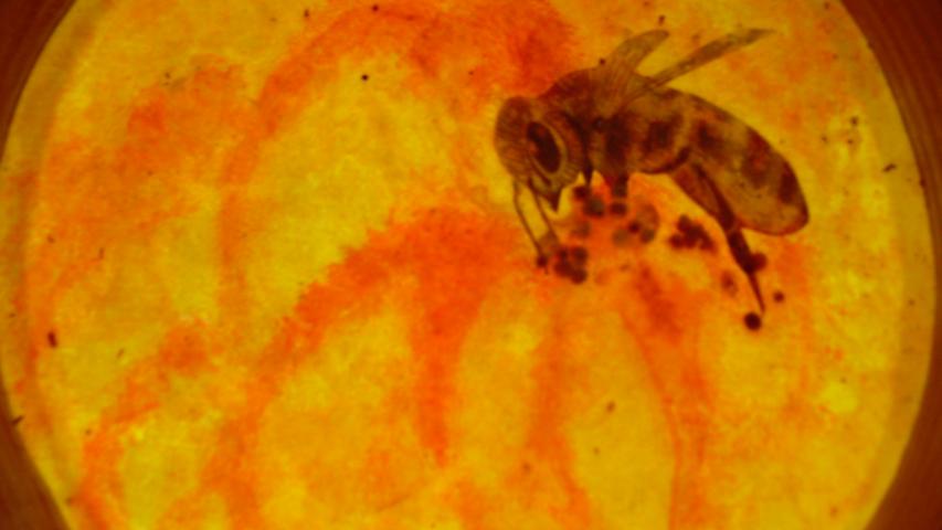 Bees 40