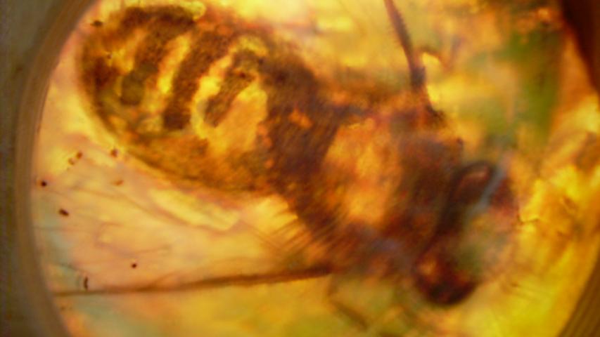 Bees 41