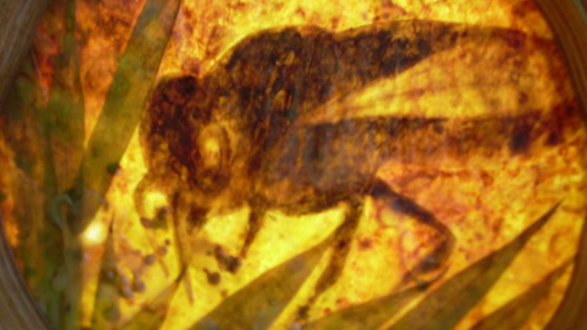 Bees 43