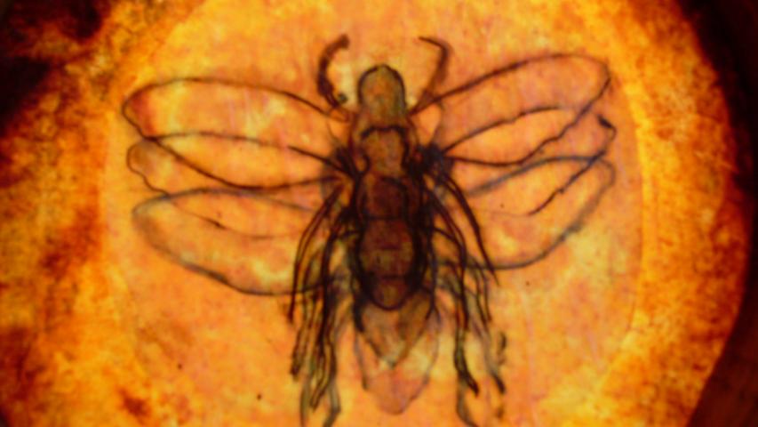 SL372026.JPG