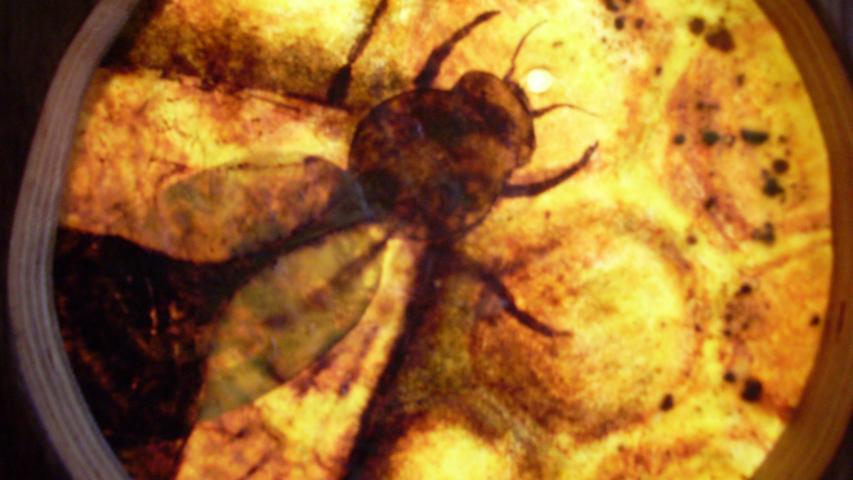 Bees 55