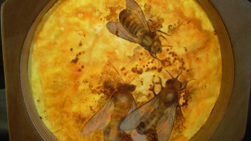 Bees 67