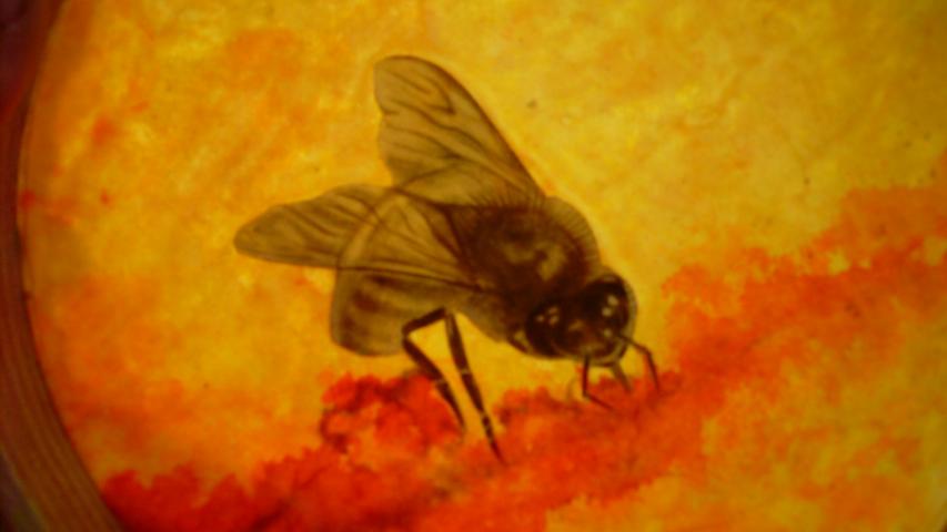 Bees 68