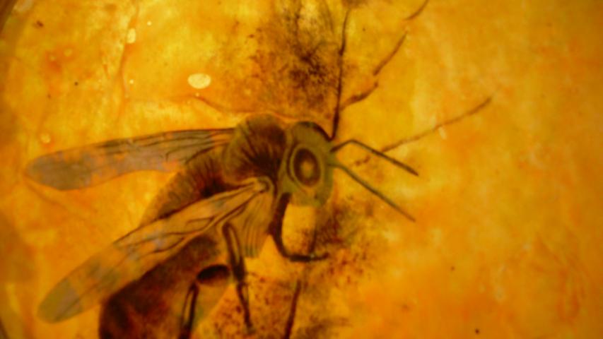 Bees 70