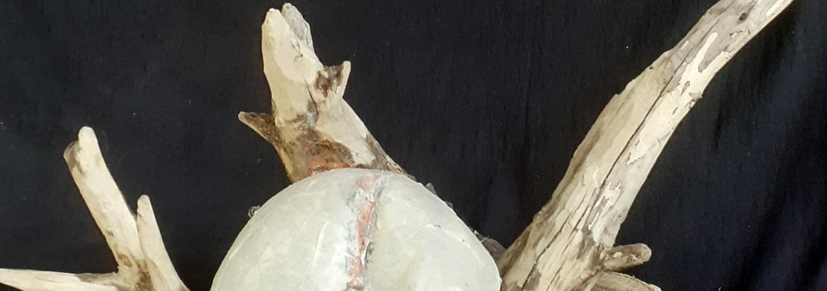 Cellulose Transformation 11